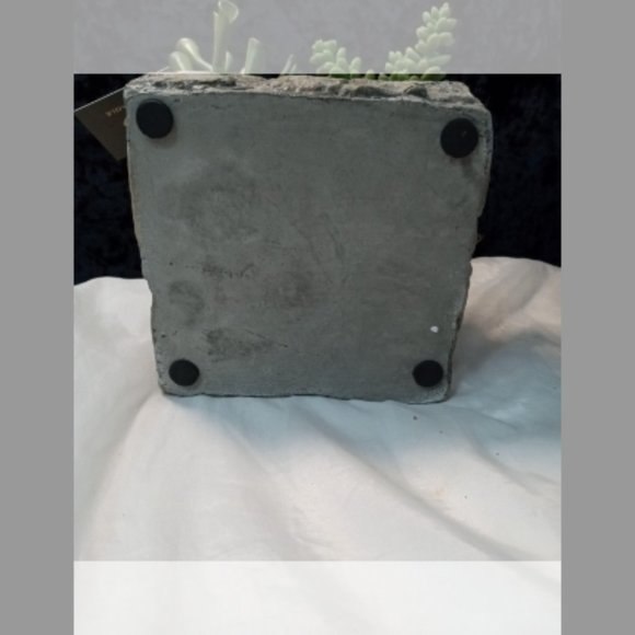 Gold Eagle Succulent Rock Garden - Picture 9 of 9